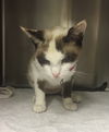 Annie Cat