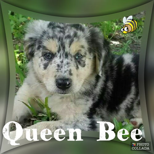 Queen Bee