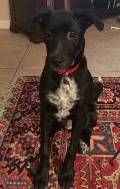 Duke