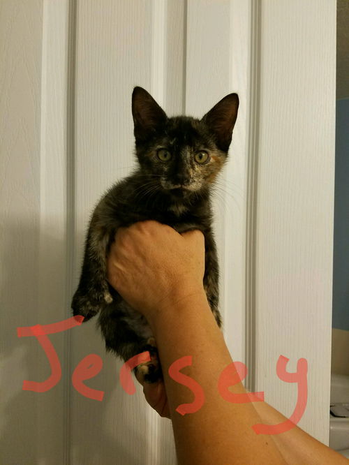 Jersey