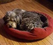 Benji