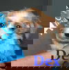 Dex