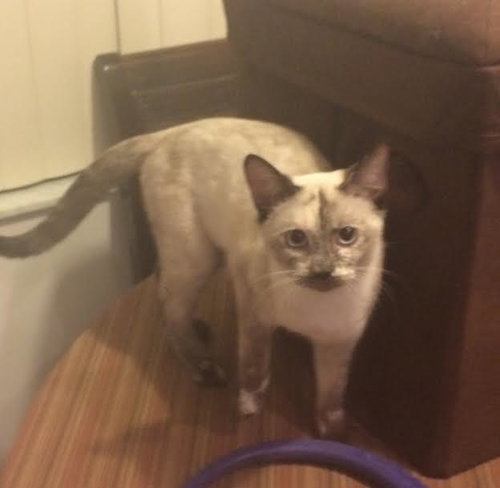 Suki