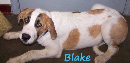 Blake