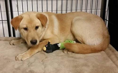 Grace the Lab