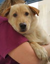 Grace the Lab