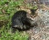 Lollipop