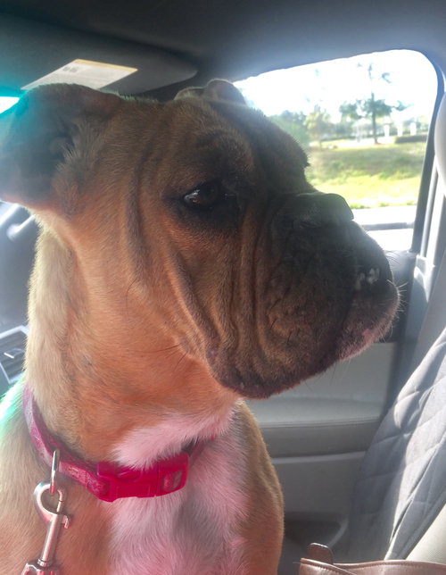 Cersei (pronounced Seer-see)