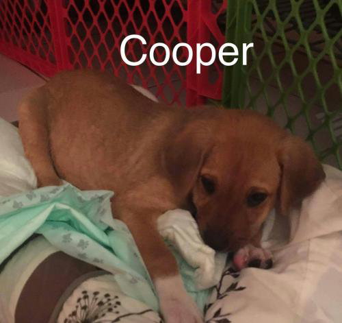 Cooper