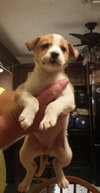 Corky