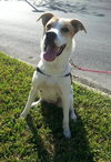 Corky