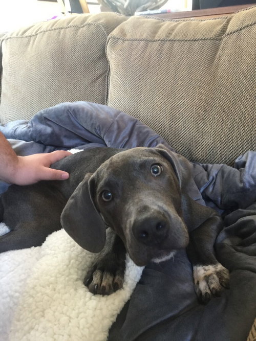 Sugar the Weimeraner