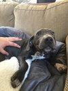Sugar the Weimeraner