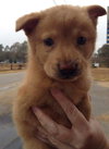 Bubba T