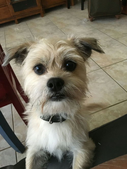 Marley- (terrier)