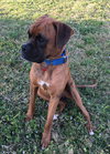 Bogart