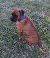 Bogart