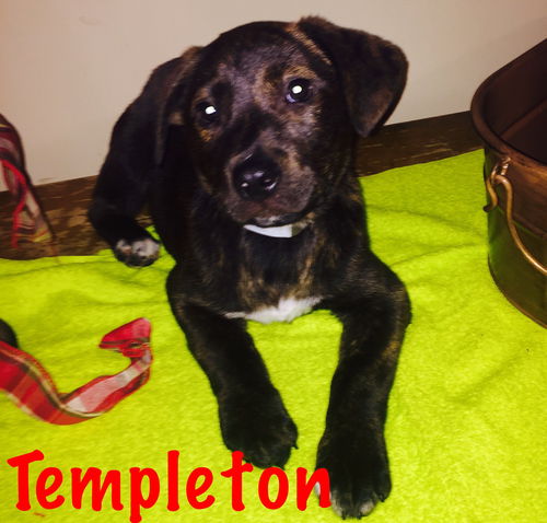 Templeton