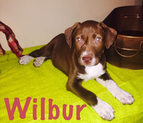 Wilbur