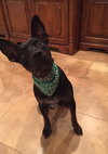 Hunter (the Shepherd)