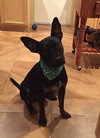 Hunter (the Shepherd)