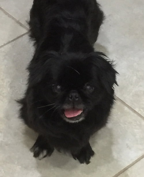 Cora