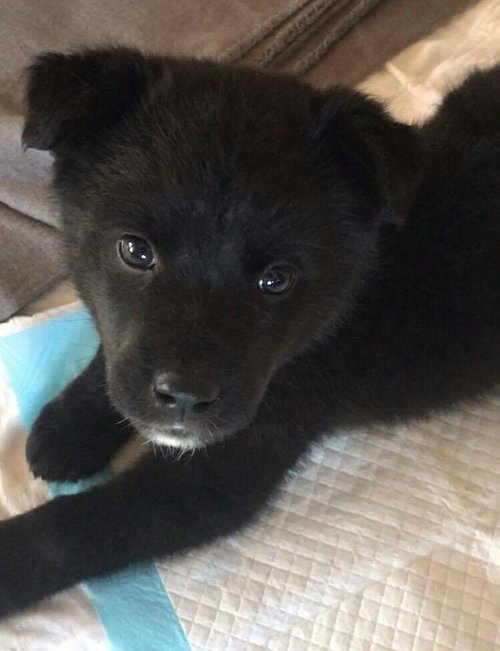 Bosco