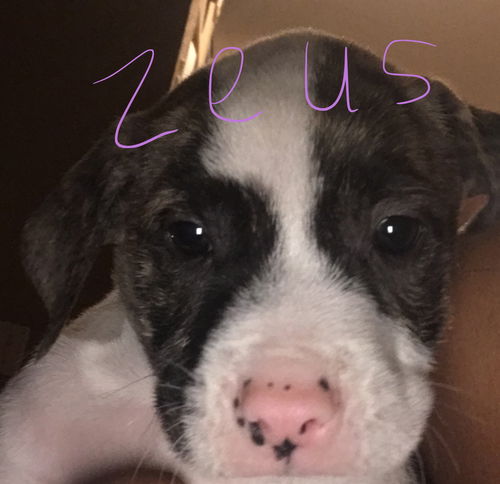 Zeus