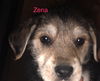 Zena