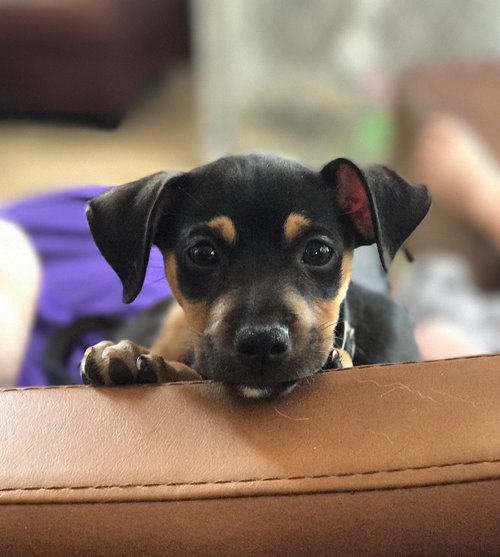 Dobby
