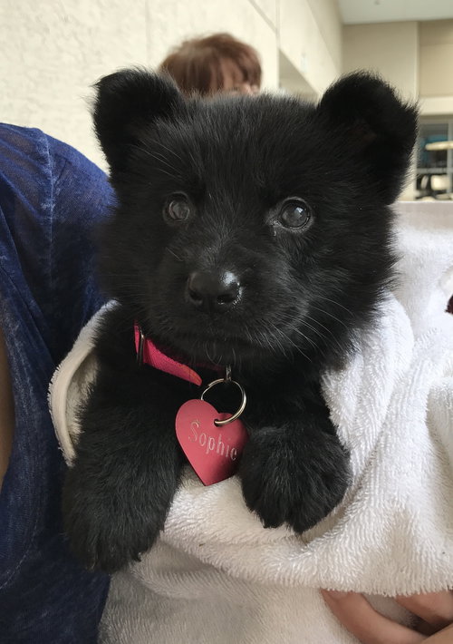 Sophie
