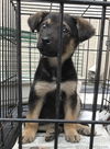 Winston