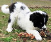 Sofie