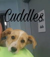 Cuddles