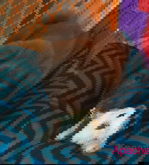 Apache