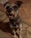 Cooper