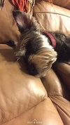 Cooper