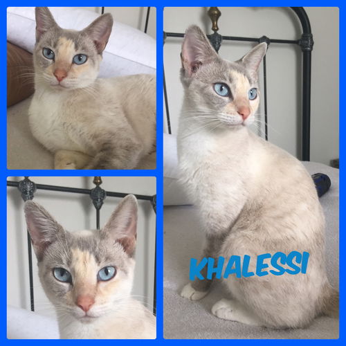 Khalessi