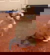 Sensa