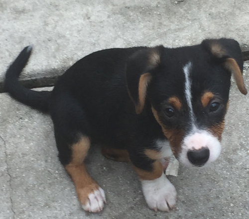 Snoopy