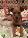 Lilly puppy
