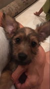 Lola