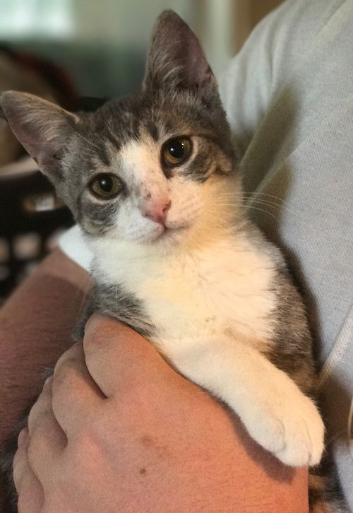 Artemis