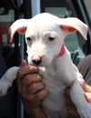 Amy