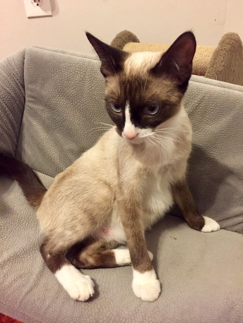 Willa