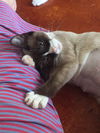 Willa