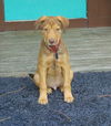 Wilbur