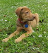 Wilbur