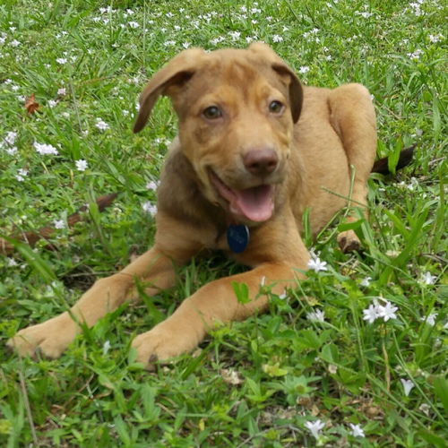 Wilbur