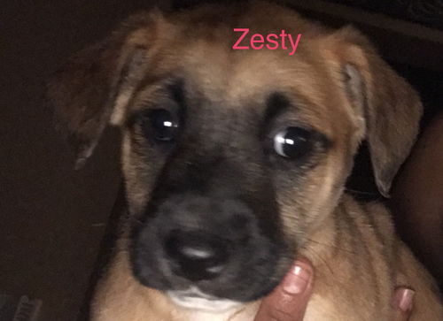 Zesty